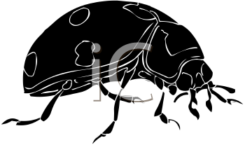 Insect Clipart