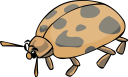 Beetle Clipart