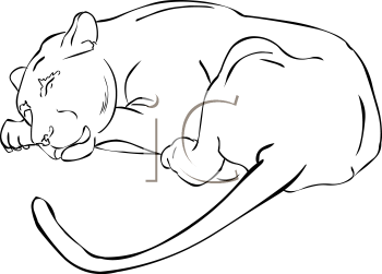 Big Cat Clipart
