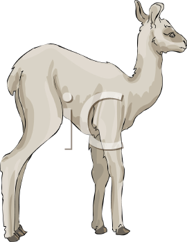 Camel Clipart