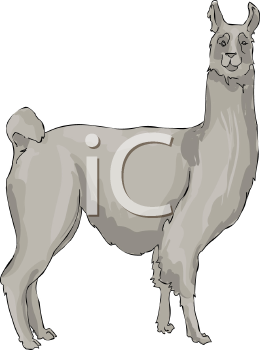 Camel Clipart