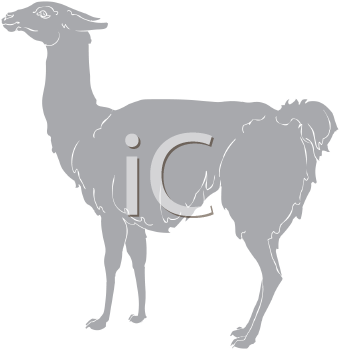 Camel Clipart