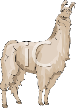 Camel Clipart
