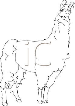 Camel Clipart