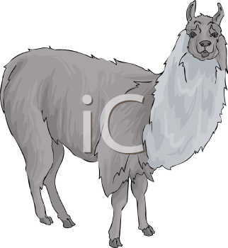 Camel Clipart