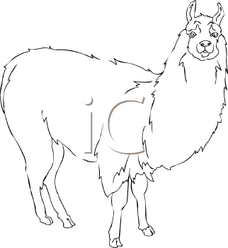 Camel Clipart
