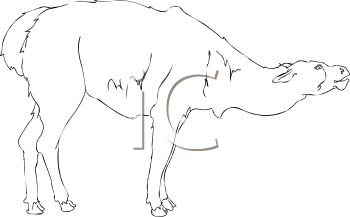 Camel Clipart