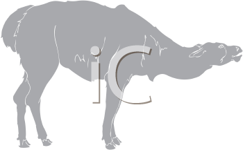 Camel Clipart