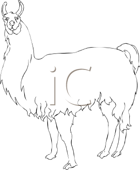 Camel Clipart