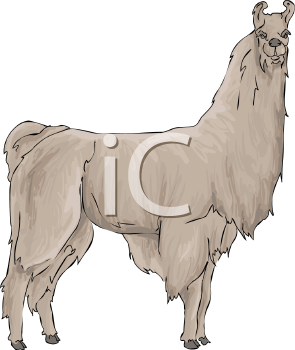 Camel Clipart