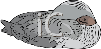 Bird Clipart