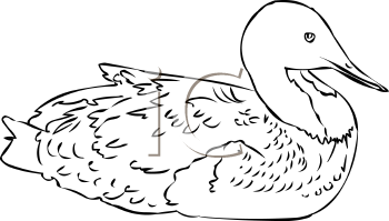 Bird Clipart