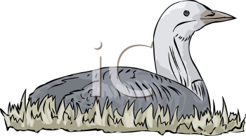 Bird Clipart