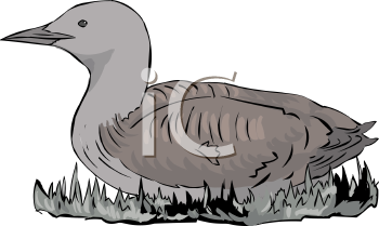 Bird Clipart
