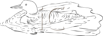 Bird Clipart