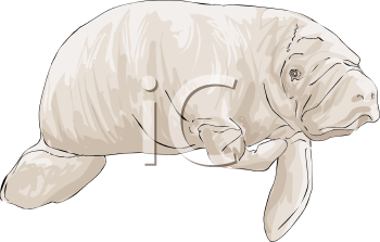 Aquatic Animals Clipart