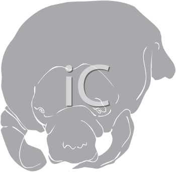 Aquatic Animals Clipart