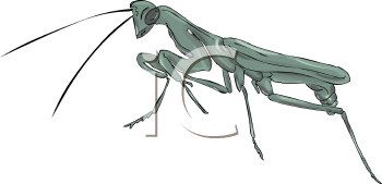 Insect Clipart