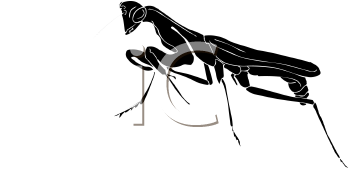 Insect Clipart