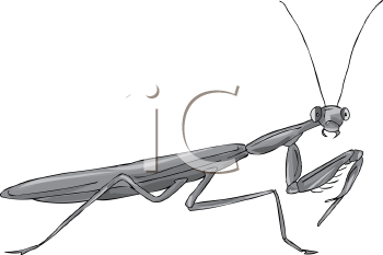 Insect Clipart