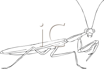 Insect Clipart
