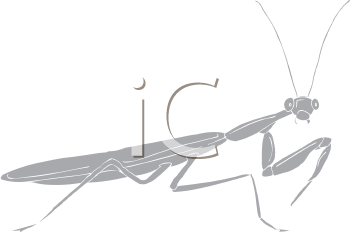 Insect Clipart