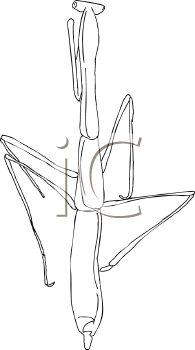 Insect Clipart