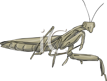 Insect Clipart