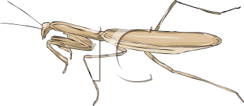 Insect Clipart