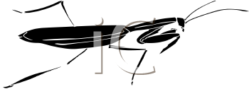 Insect Clipart
