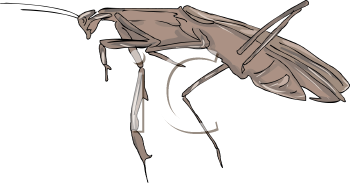 Insect Clipart