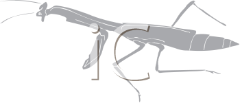 Insect Clipart