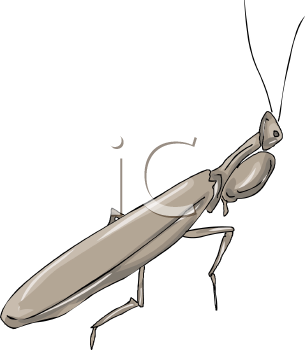 Insect Clipart