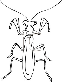 Insect Clipart