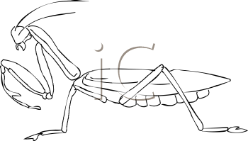 Insect Clipart