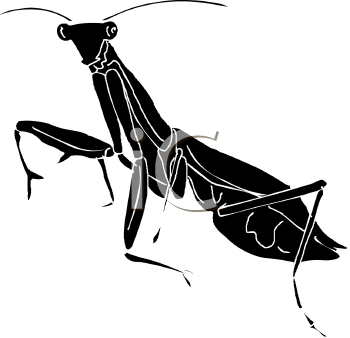 Insect Clipart