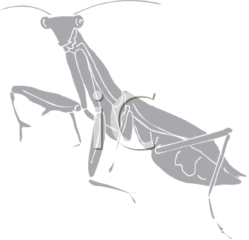 Insect Clipart