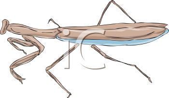 Insect Clipart