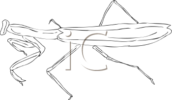 Insect Clipart