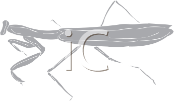Insect Clipart