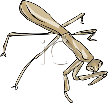 Insect Clipart