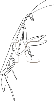 Insect Clipart