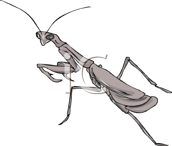 Insect Clipart