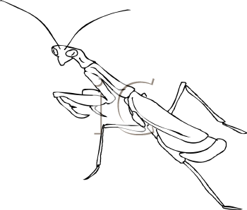 Insect Clipart