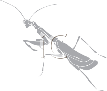 Insect Clipart