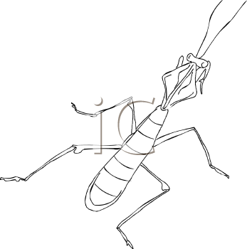 Insect Clipart