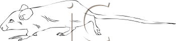 Rodent Clipart