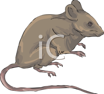 Rodent Clipart