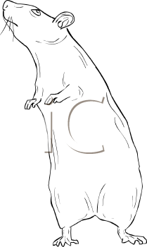Rodent Clipart