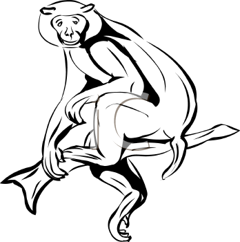 Primate Clipart